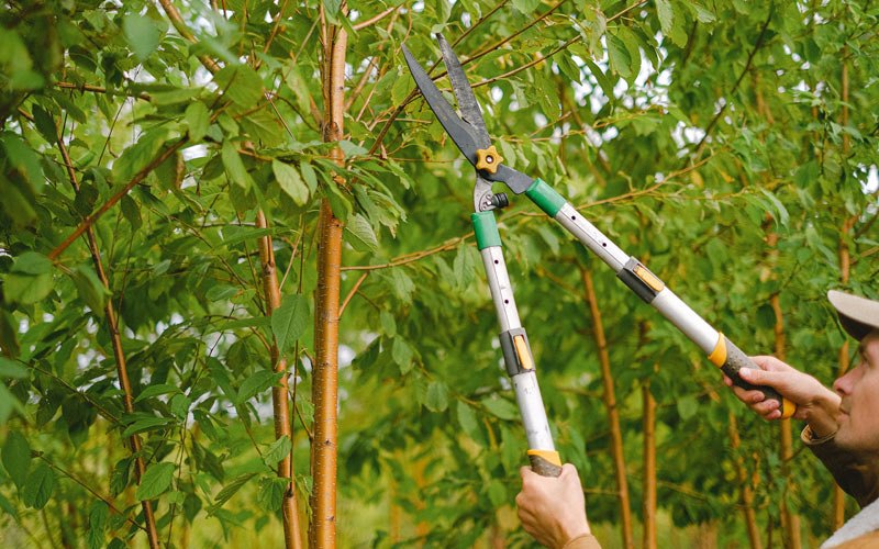 Tree trimming in Shabbona, IL