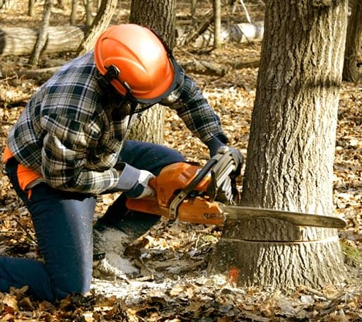 Tree Removal in Shabbona, IL